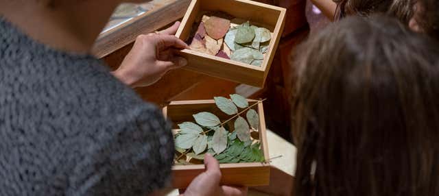 Biglietti per Radici, Piccolo Museo della Natura