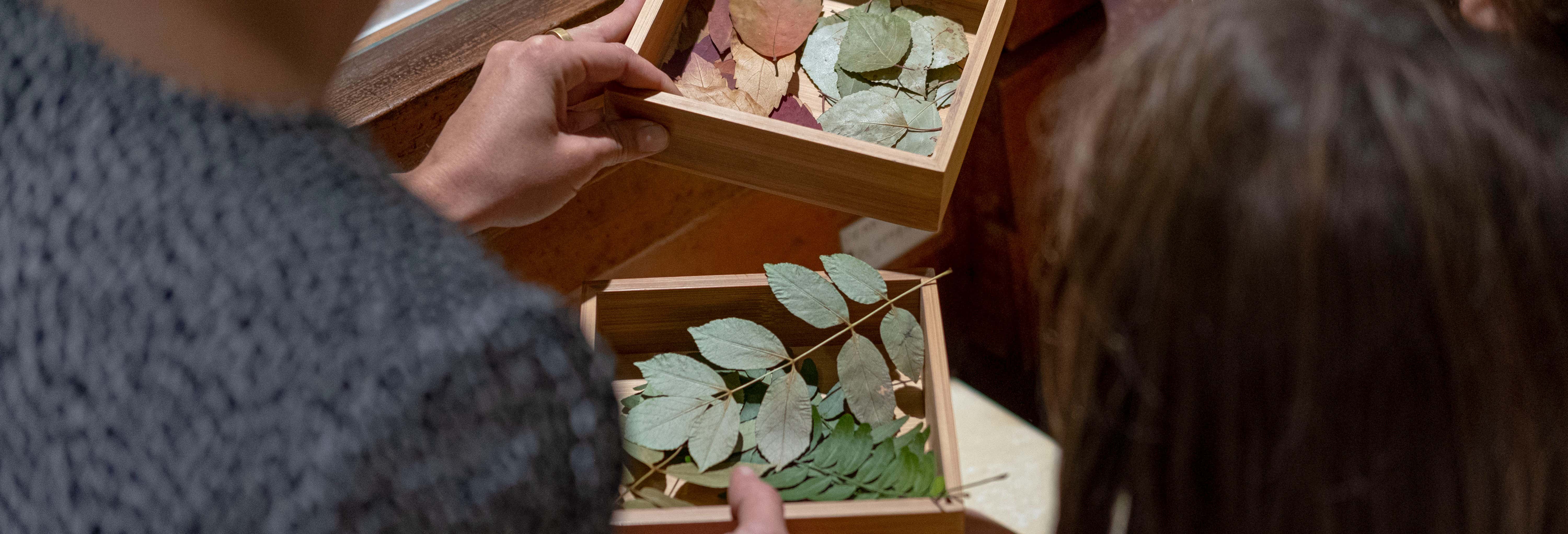 Biglietti per Radici, Piccolo Museo della Natura