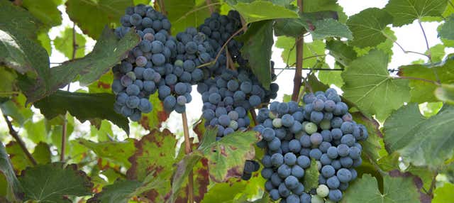 Tour di una cantina di Lambrusco