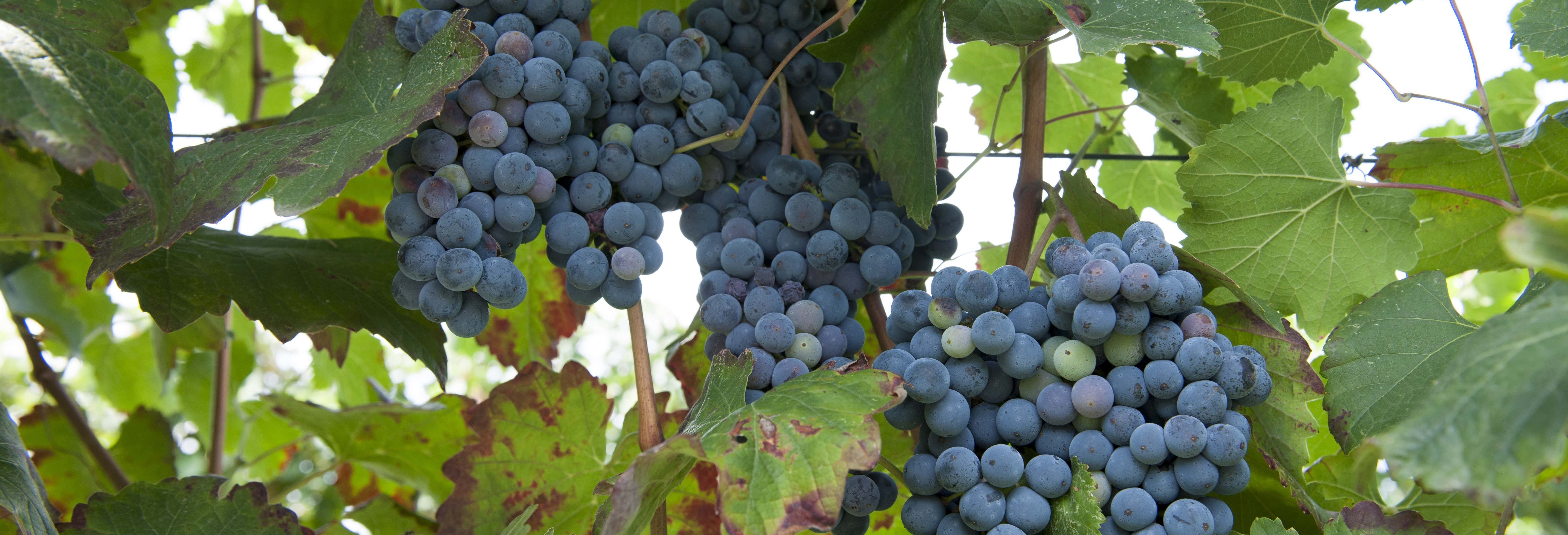 Tour di una cantina di Lambrusco