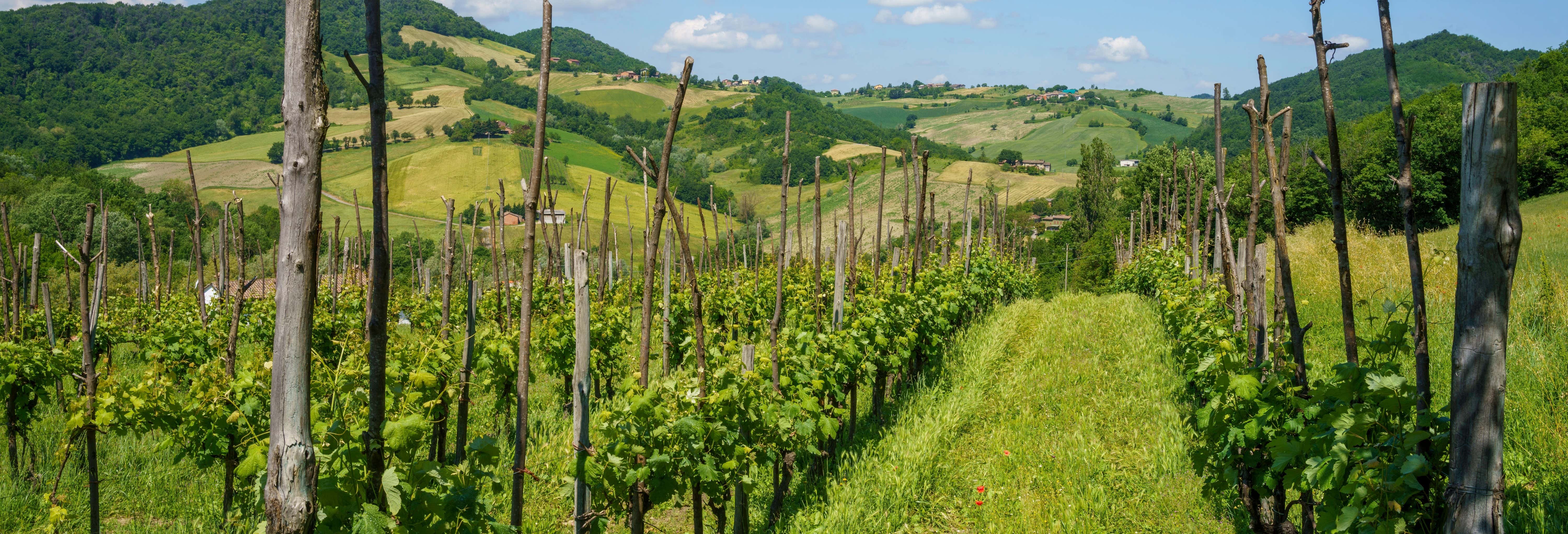 Visita alla cantina Oinoe La Città del Vino