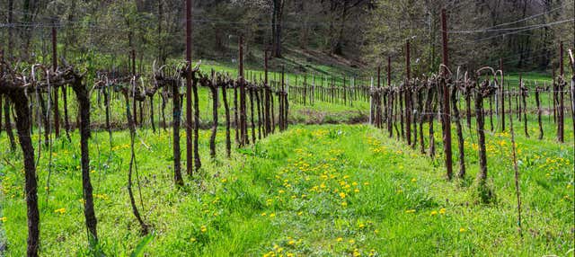 Visita alla cantina Cal Monda