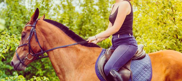 Passeggiata a cavallo nella Valle del Chianti