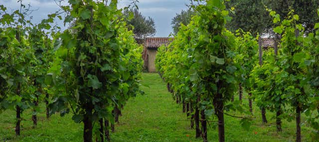 Visita alla cantina Ornella Bellia