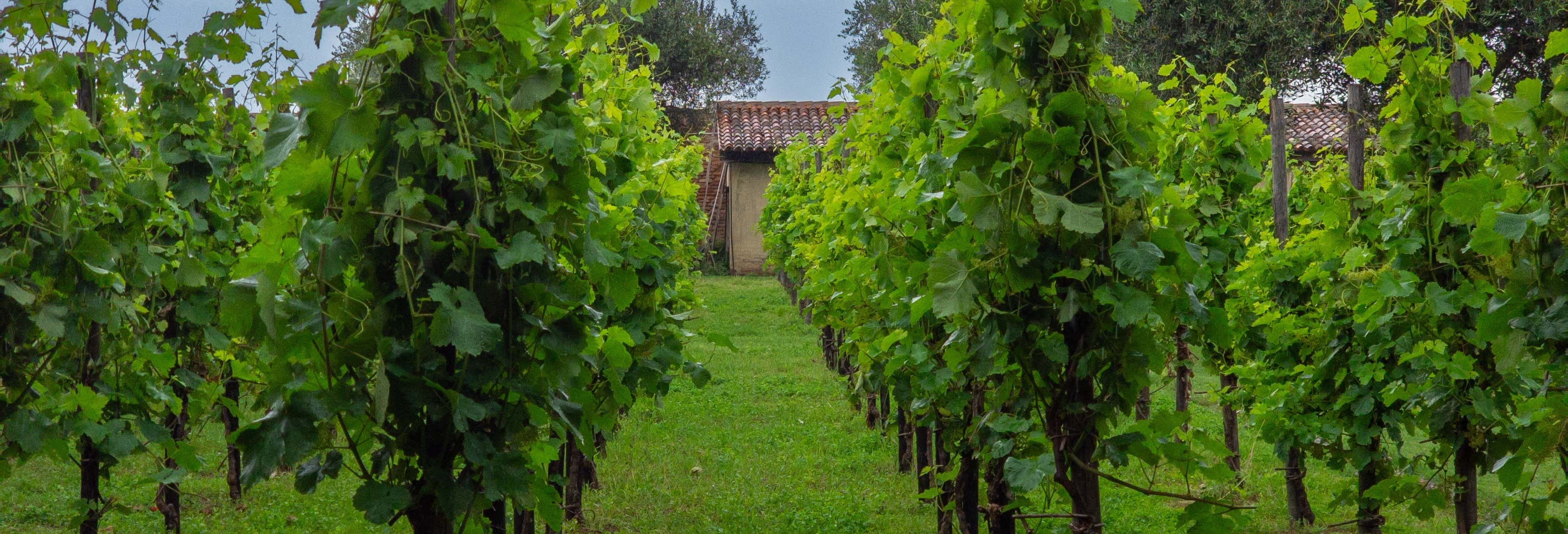 Visita alla cantina Ornella Bellia