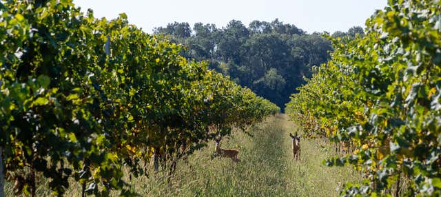 Visita alla cantina Villa Bogdano 1880