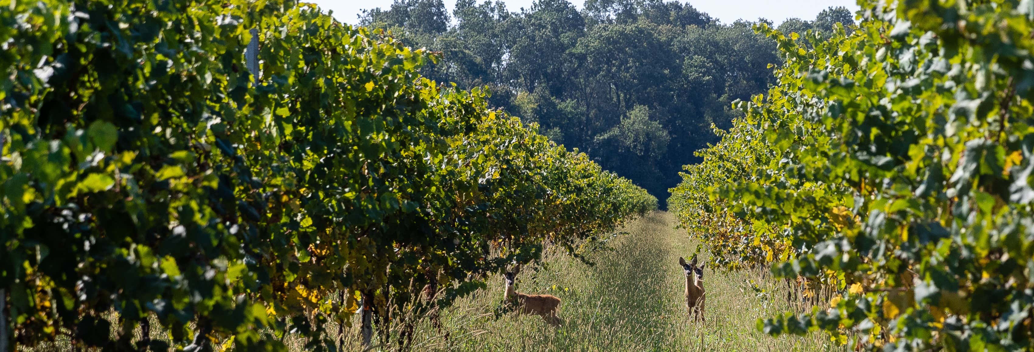 Visita alla cantina Villa Bogdano 1880