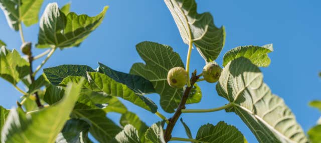 Visita guidata di Prignano Cilento