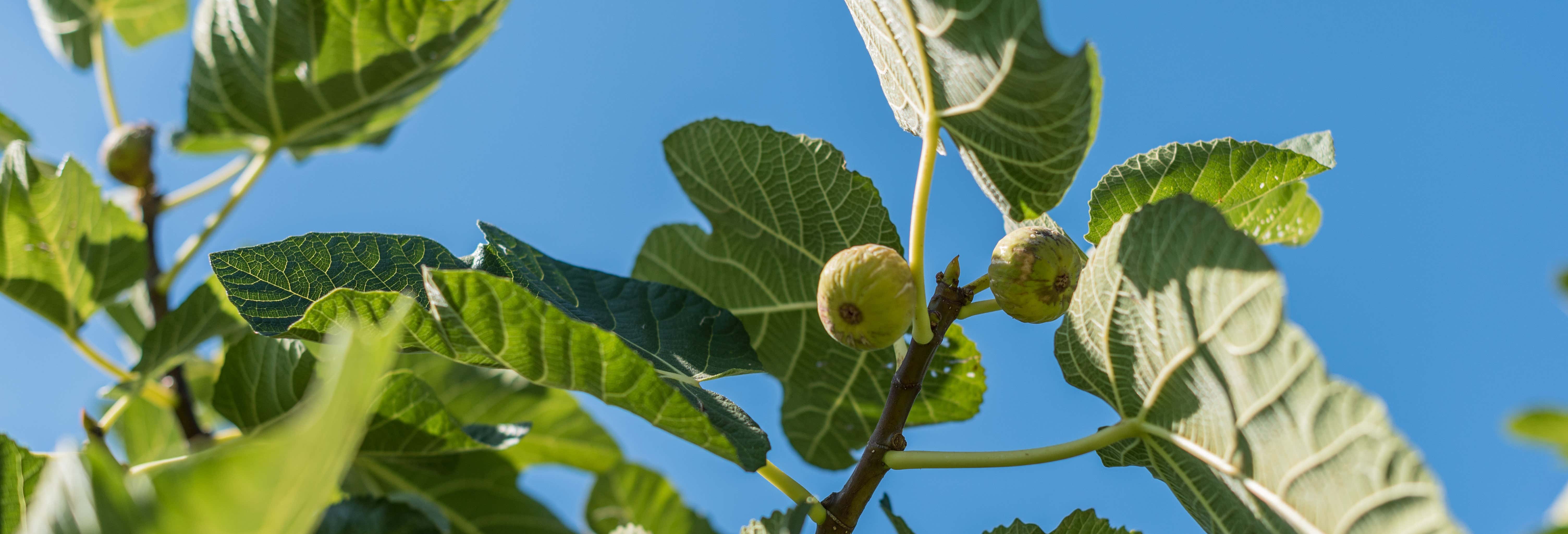 Prignano Cilento Tour