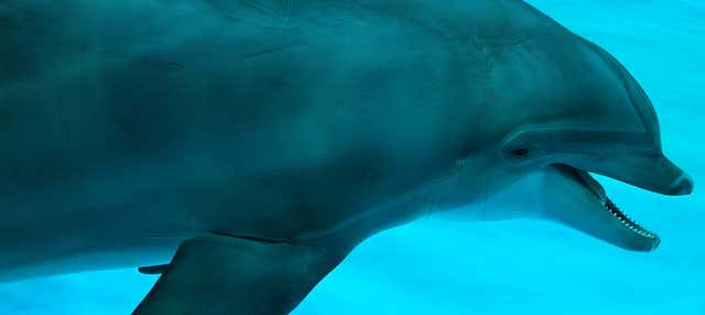 Biglietti per Oltremare