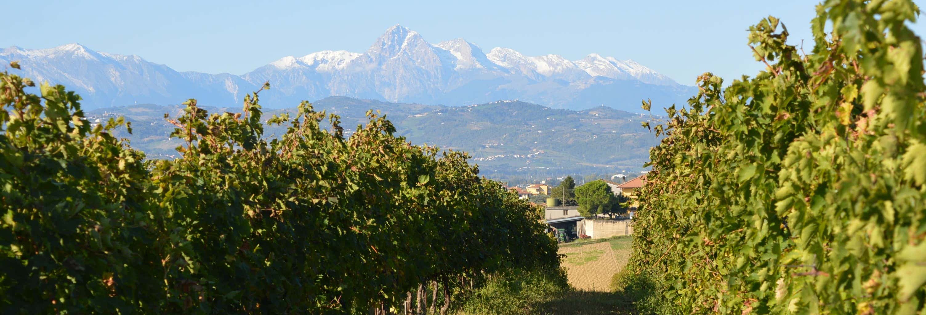 Cantina Mazzarosa Wine Tour