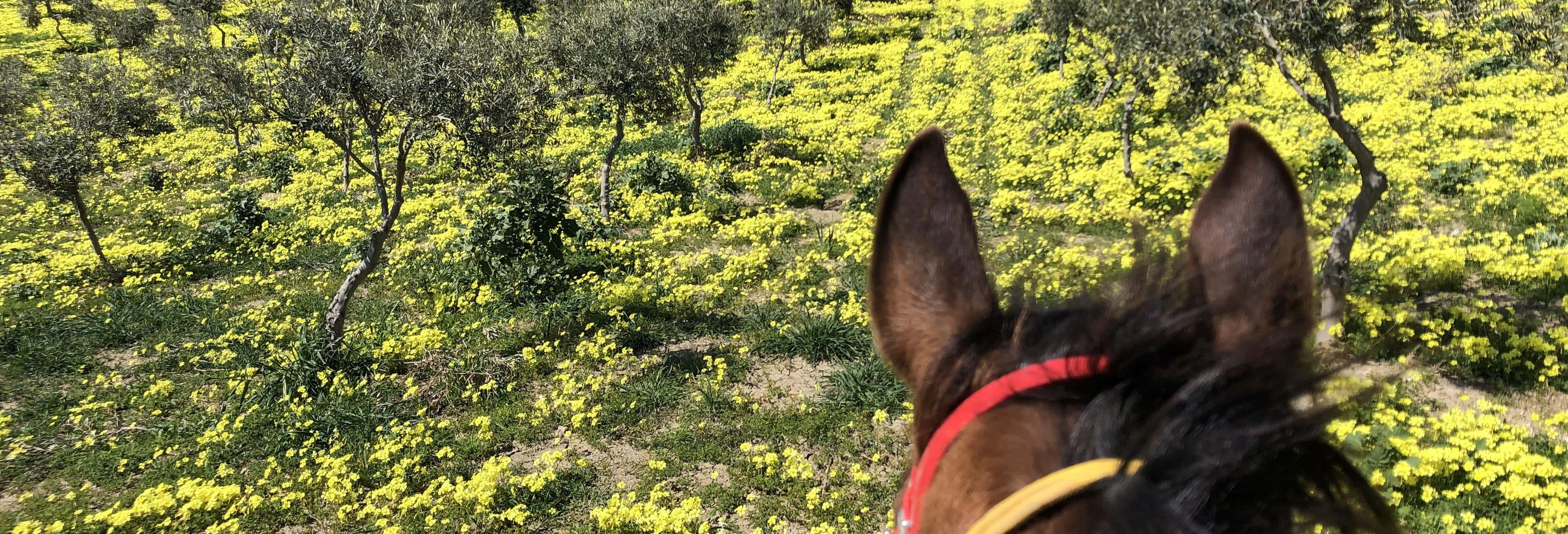Passeggiata a cavallo a Sciacca