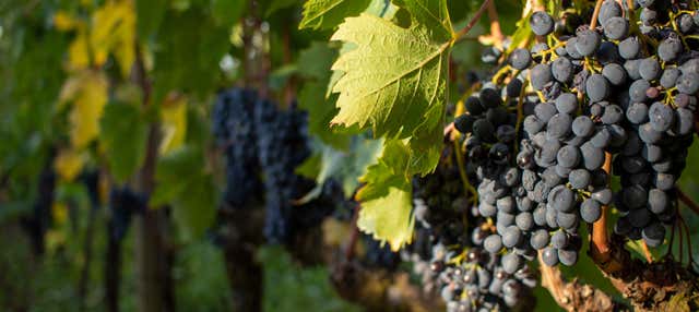 Tour del vino a Montalcino