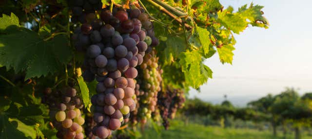 Degustazione di vino in una cantina di Spiazzi
