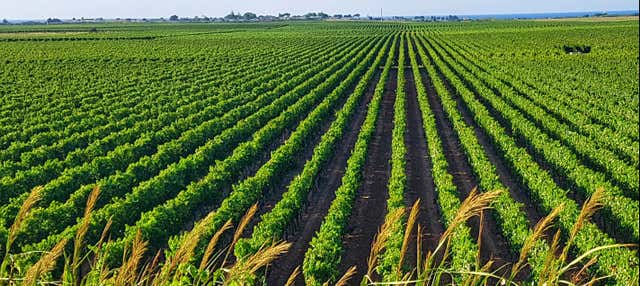 Visita a una cantina di Trani con degustazione di vino