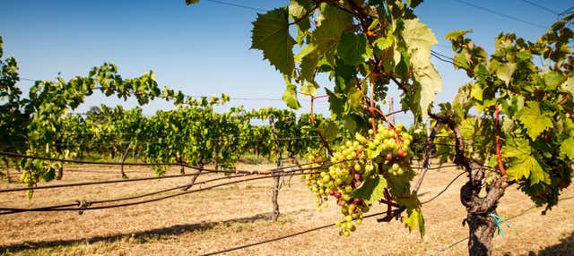 Degustazione di vino