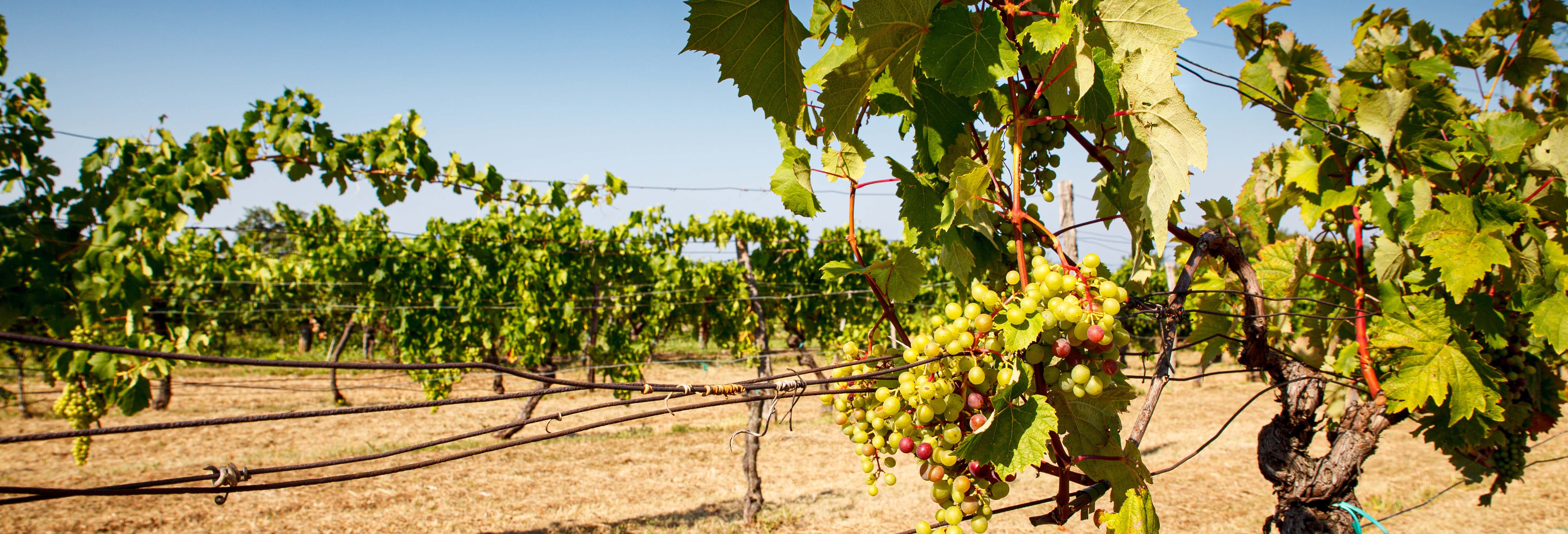 Degustazione di vino