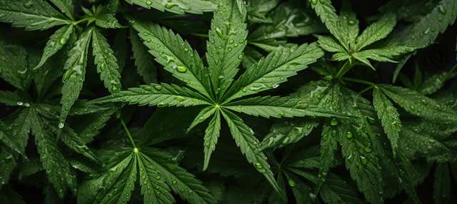 Visita a una fattoria di cannabis