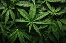 Visita a uma fazenda de cannabis