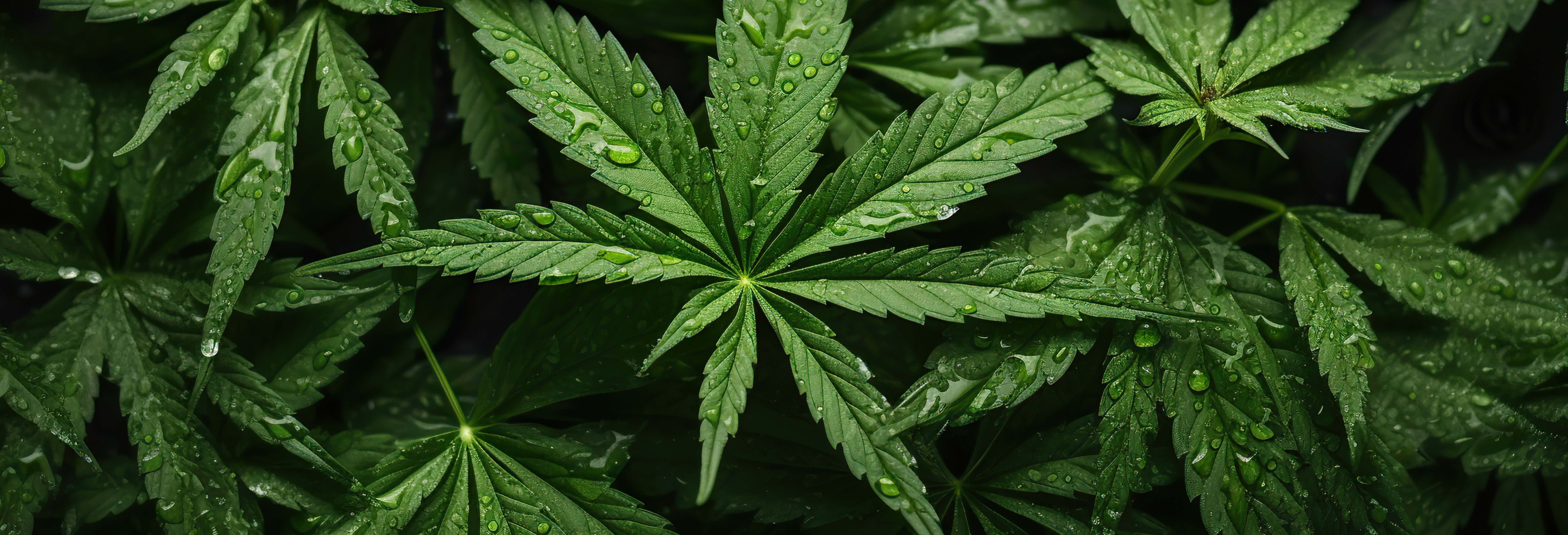 Visita a una fattoria di cannabis