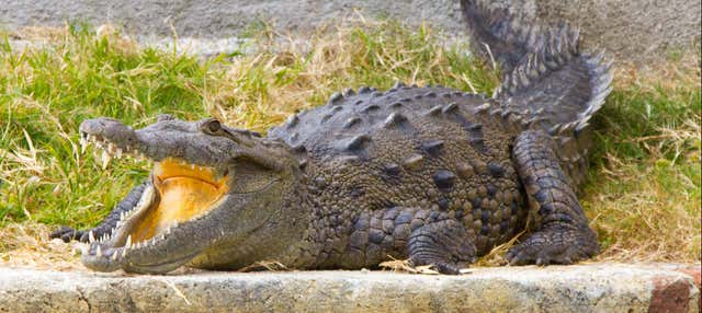 Escursione alle Green Grotto Caves + Jamaica Swamp Safari