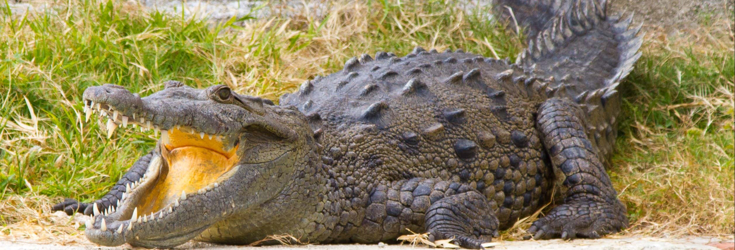 Escursione alle Green Grotto Caves + Jamaica Swamp Safari