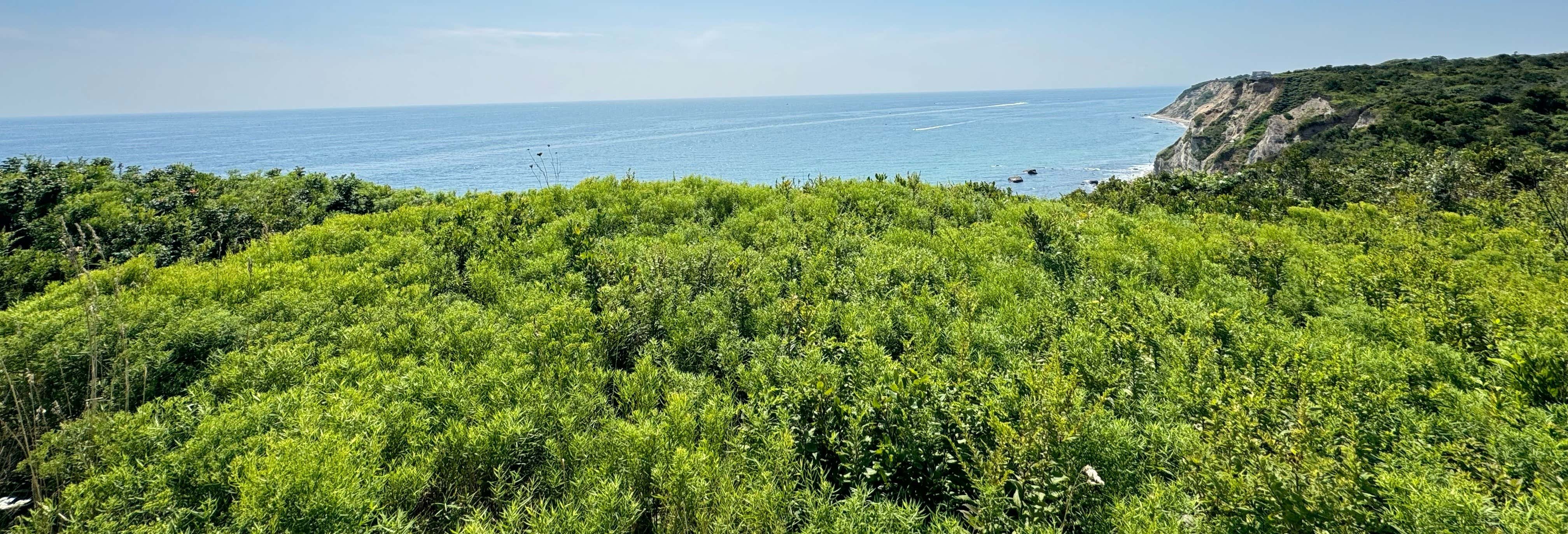 Green Island