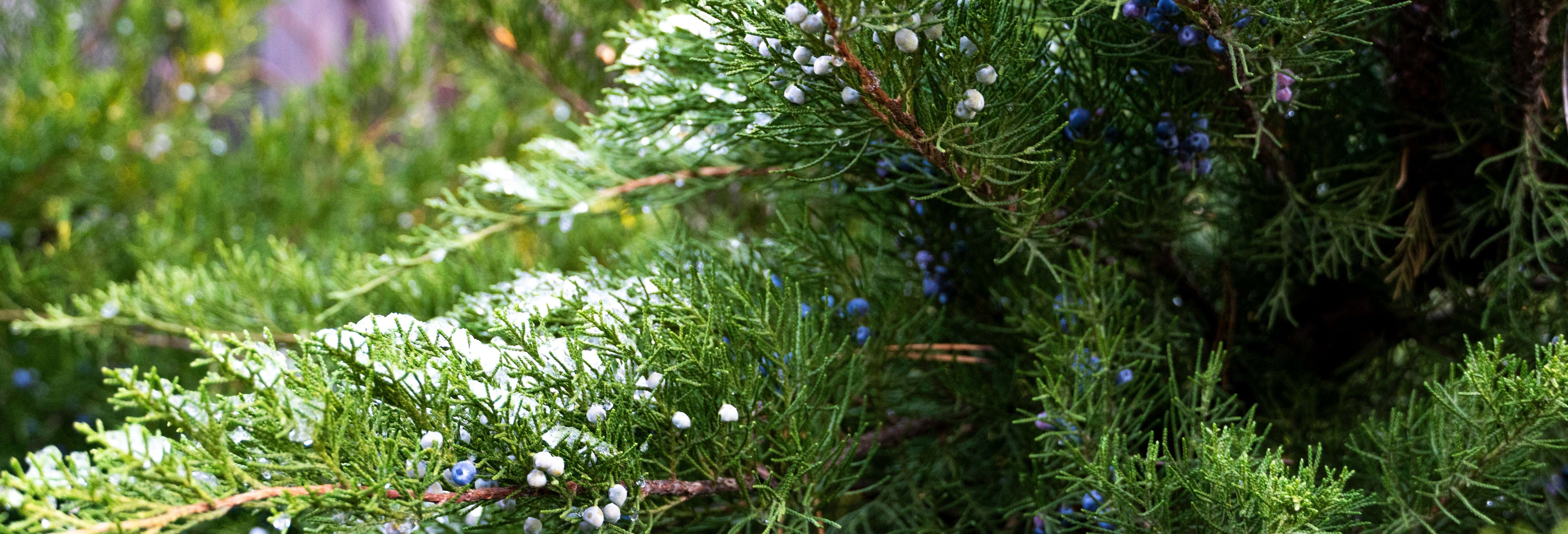Visita a una coltivazione di erbe aromatiche giamaicane