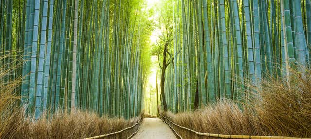Visita guidata di Arashiyama e la foresta di bambù