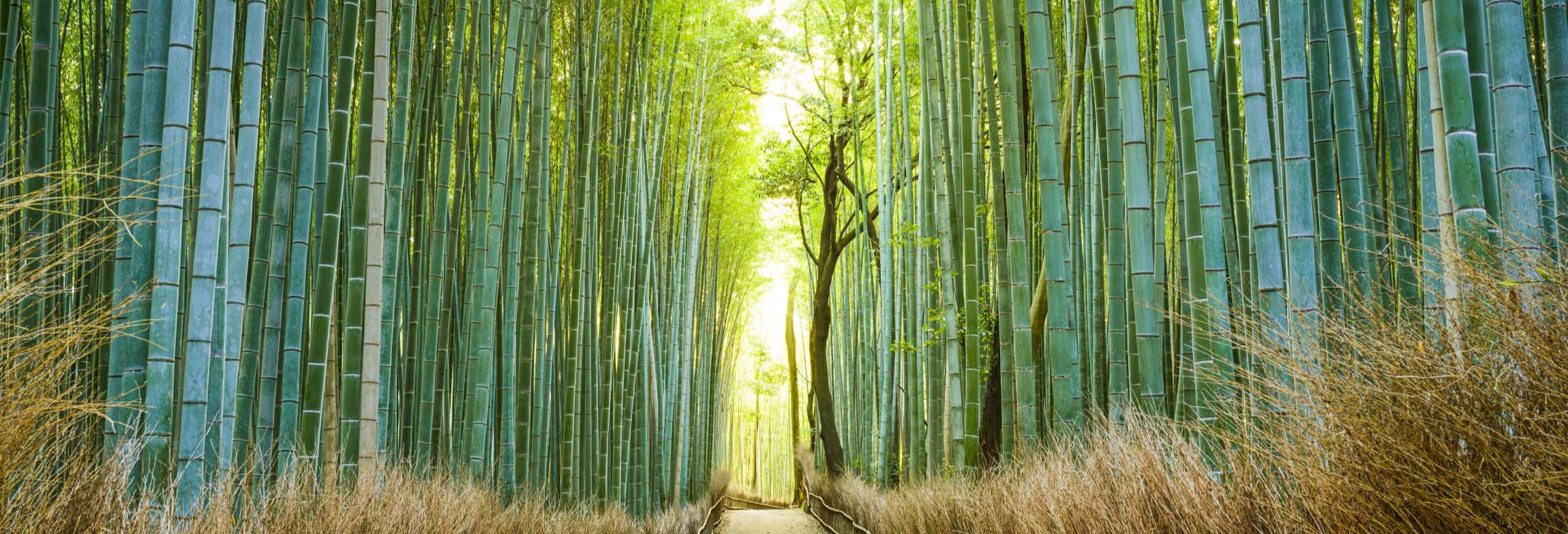 Guided Tour of Arashiyama & Bamboo Forest