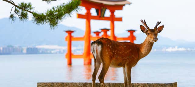 Ferry to Miyajima + Itsukushima Tickets