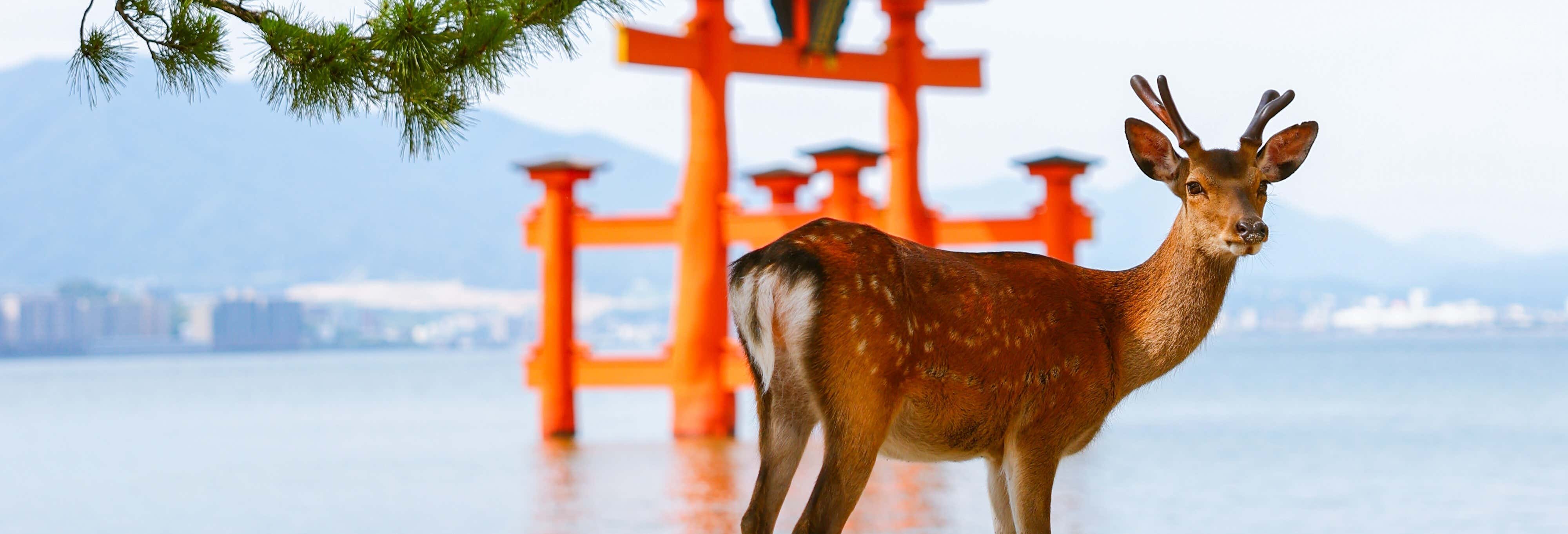 Traghetto per Miyajima + Biglietto per Itsukushima
