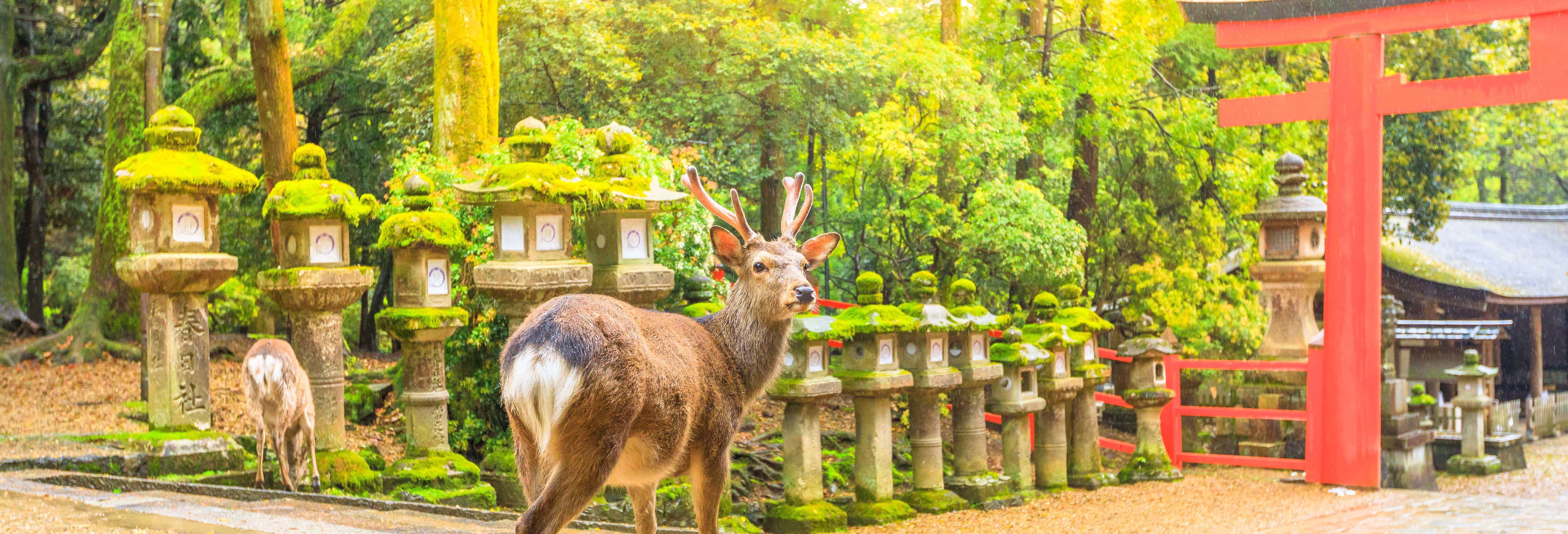 Excursión privada a Nara