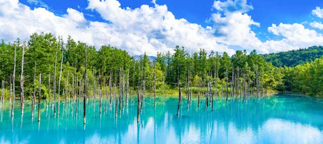 Escursione ai campi fioriti di Hokkaido e allo stagno Blu