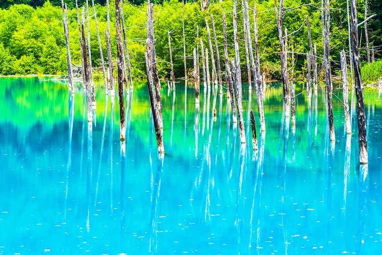 Hokkaido Blue Pond & Flower Fields Day Trip