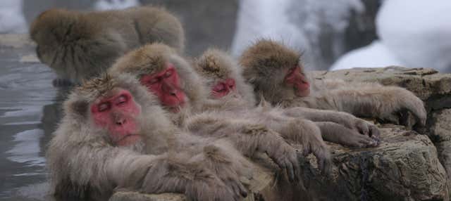Escursione al parco delle scimmie di Jigokudani