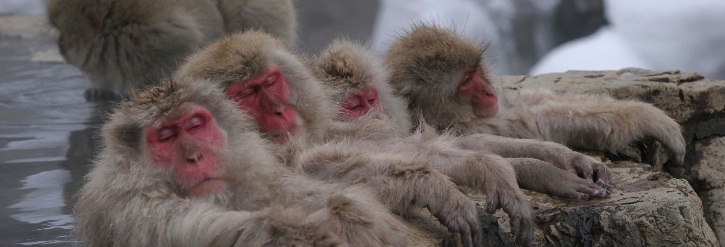 Escursione al parco delle scimmie di Jigokudani