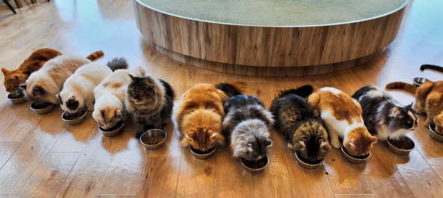 Tour dos gatos por Tóquio