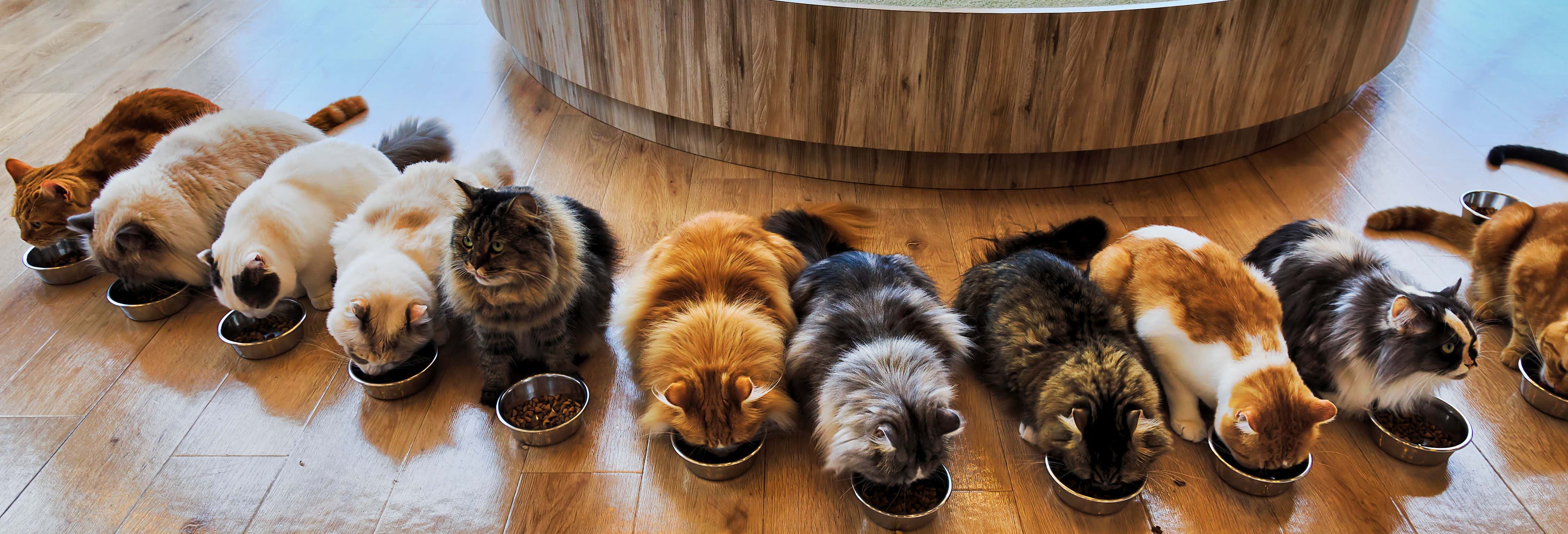 Tour dos gatos por Tóquio