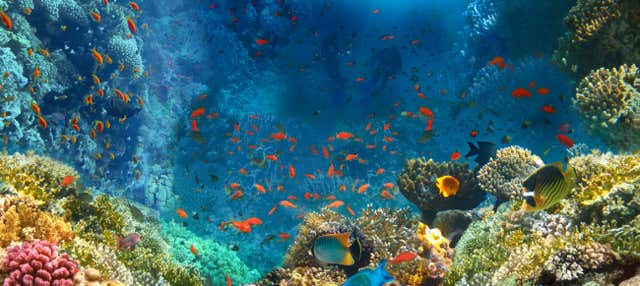 Snorkeling nel Mar Rosso