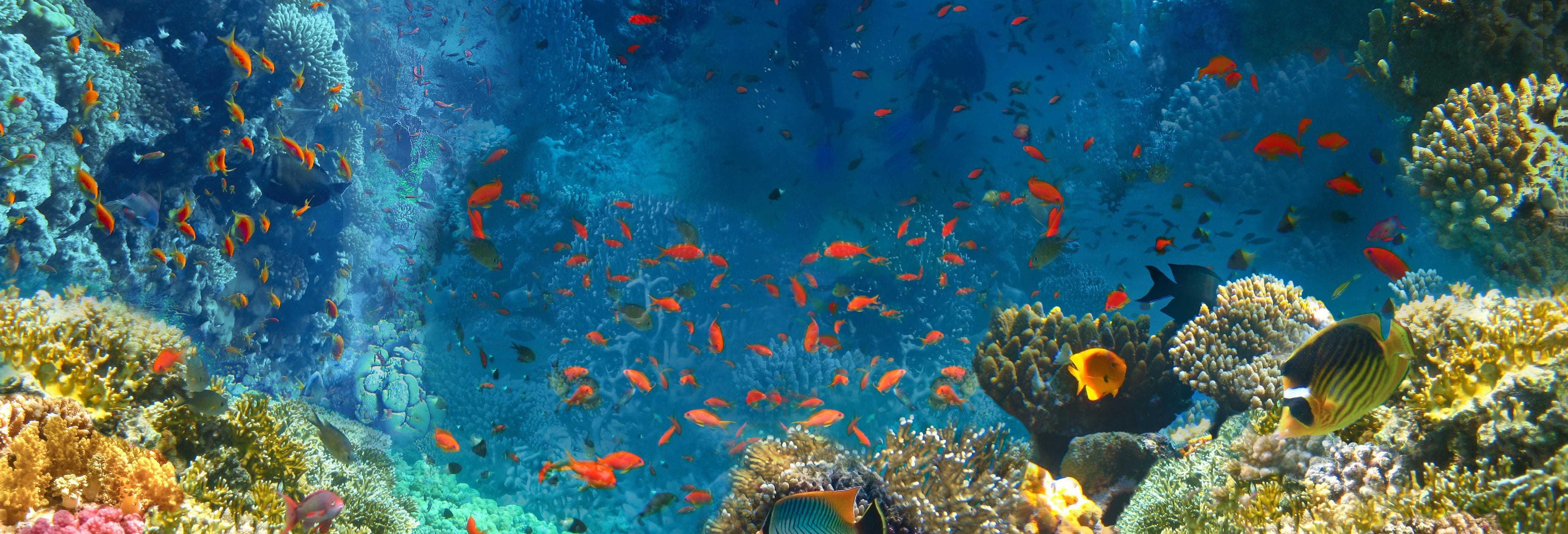 Red Sea Snorkelling Experience