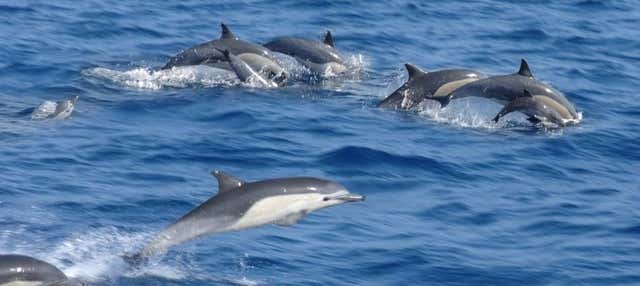 Avvistamento di delfini al Parco Nazionale Marino Kisite