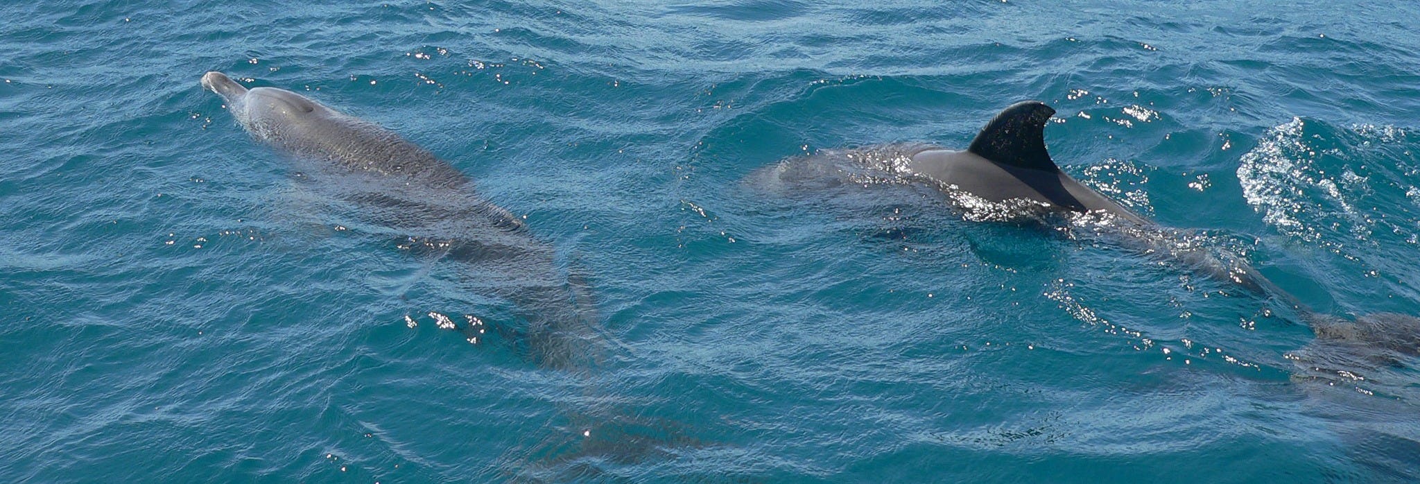 Kisite National Park Dolphin Watching