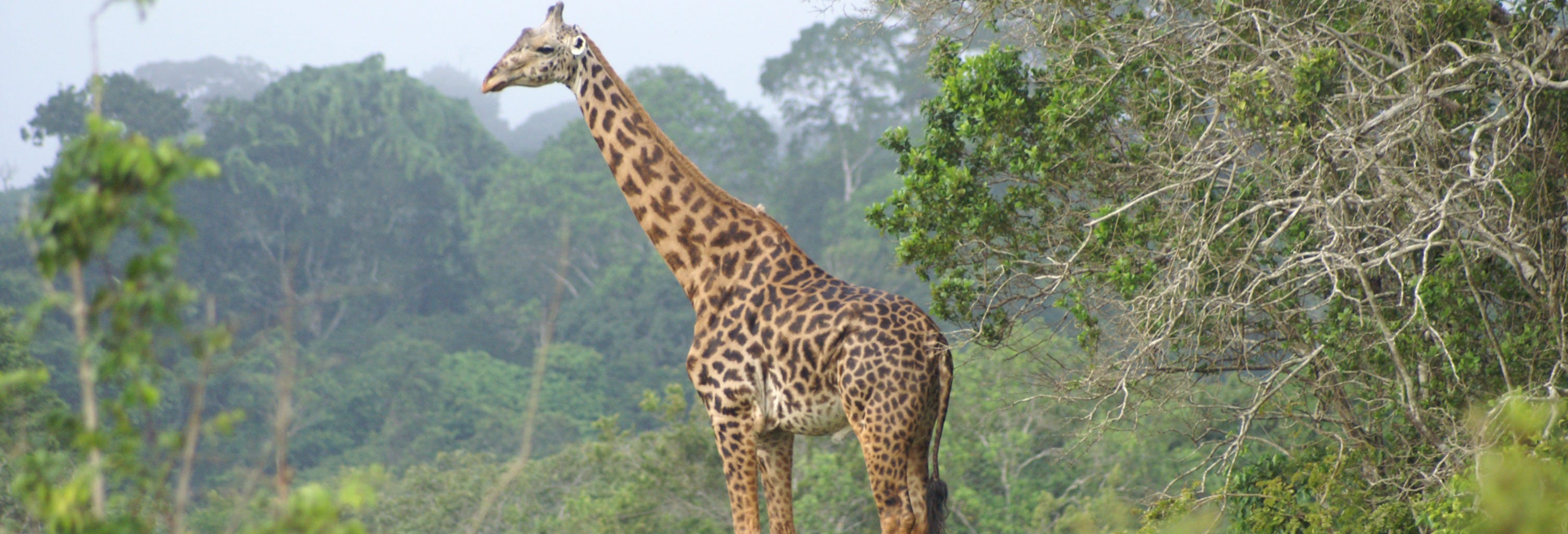 Shimba Hills Safari