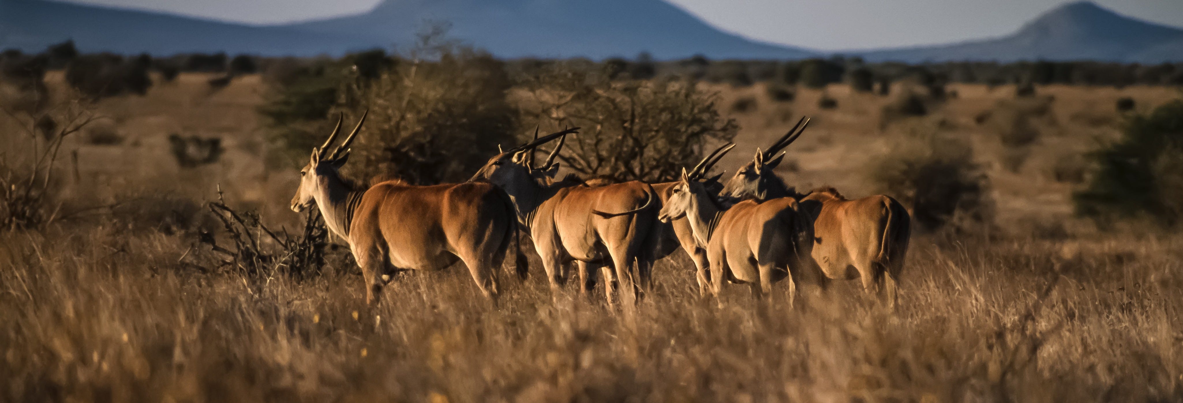 Safari in Taita Hills