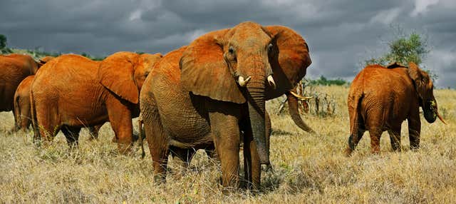 Safari privato nel Parco Nazionale di Tsavo East