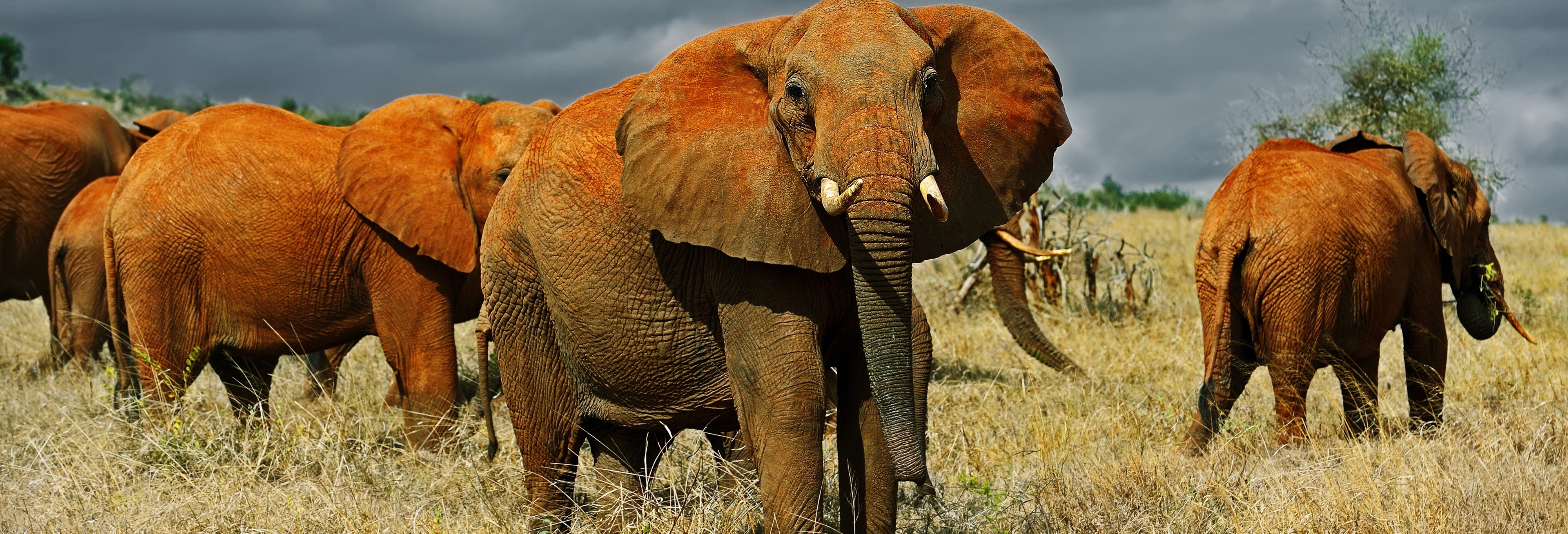 Private Safari in the Tsavo East National Park