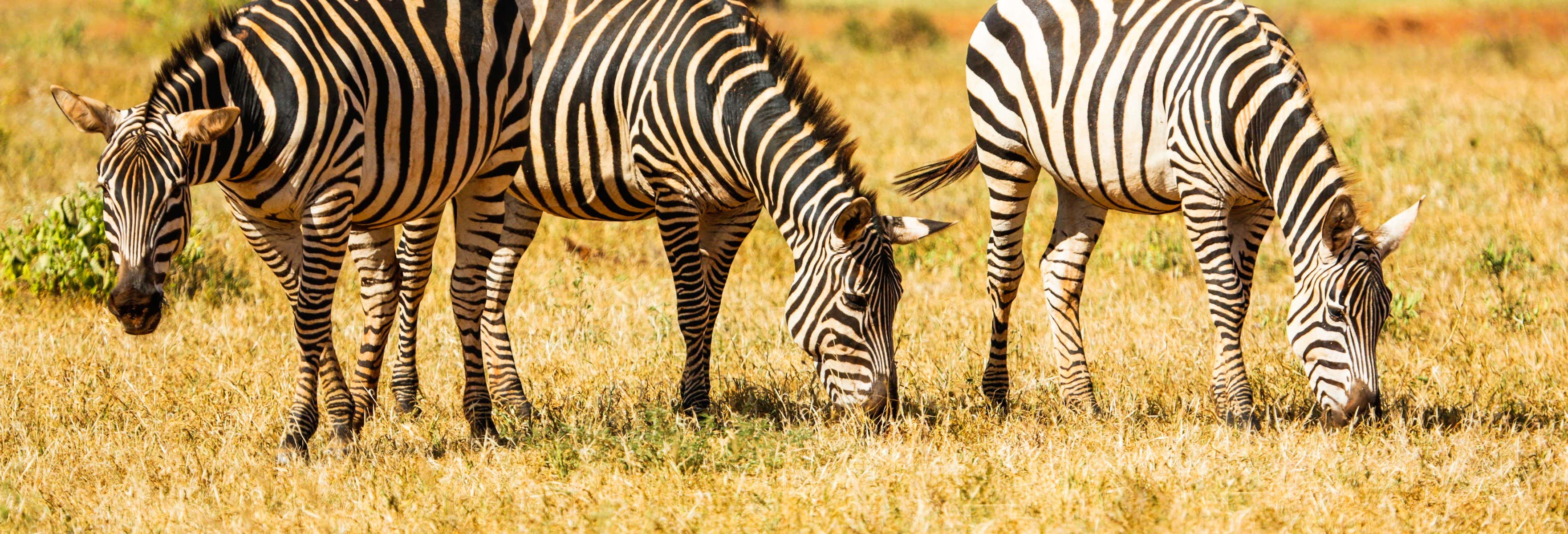 Safari di 6 giorni ad Amboseli, Tsavo East e Tsavo West