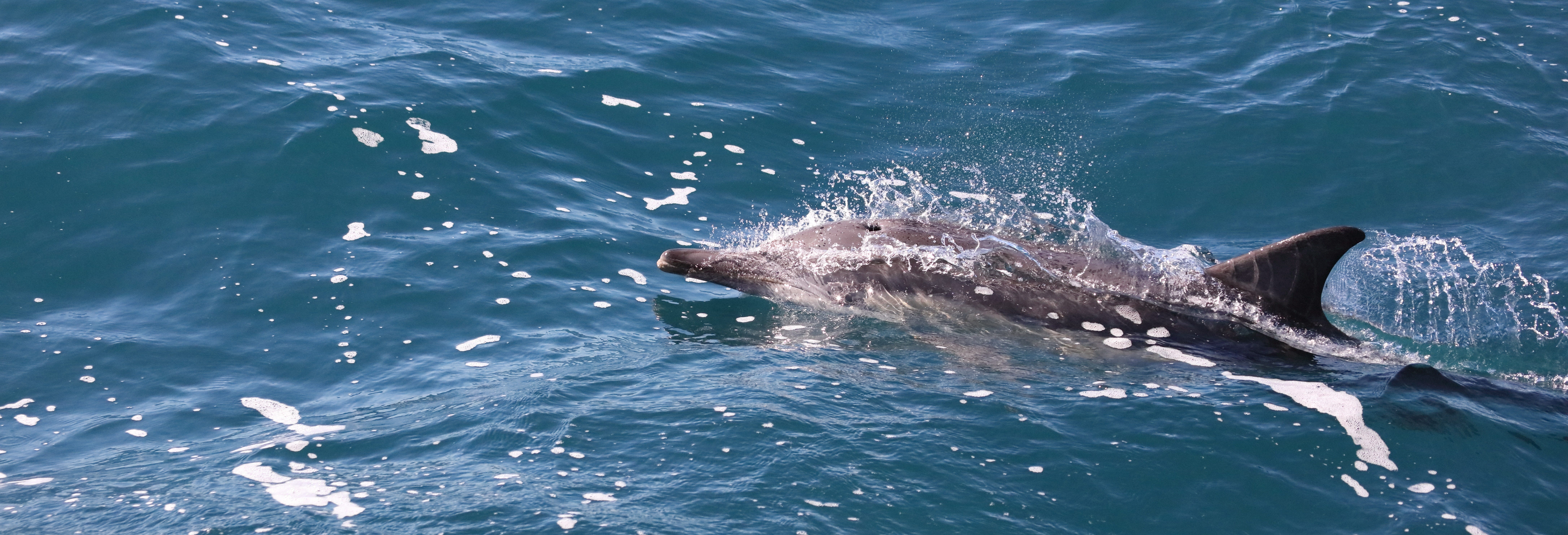 Swim with Dolphins at Wasini Island