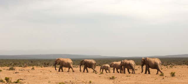 Safari privato nel Parco nazionale di Tsavo East